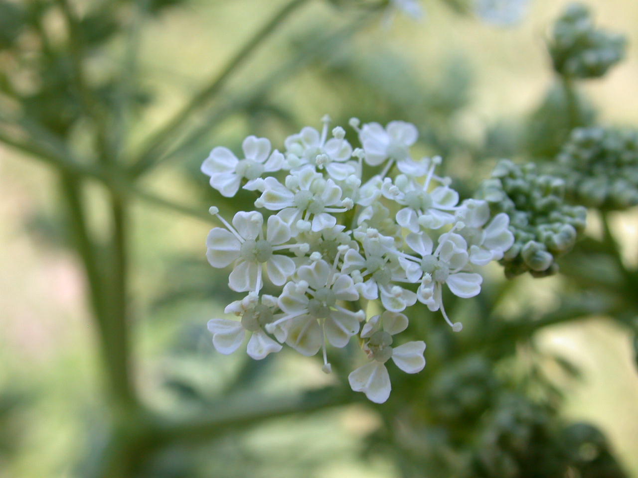 Conium maculatum / Cicuta maggiore